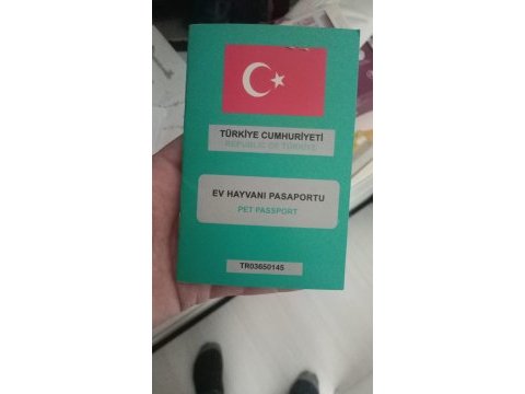 Ücretsiz erkek british