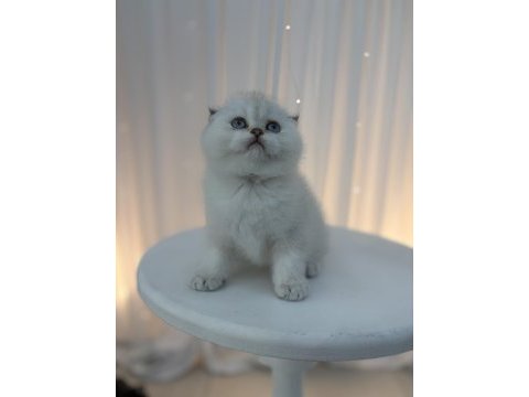 Scottish fold yavrular