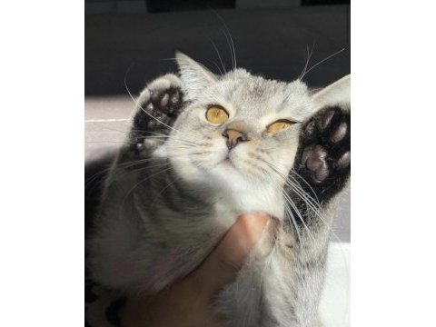 Öğrenci olduğum için kedimi sahiplendiriyorum