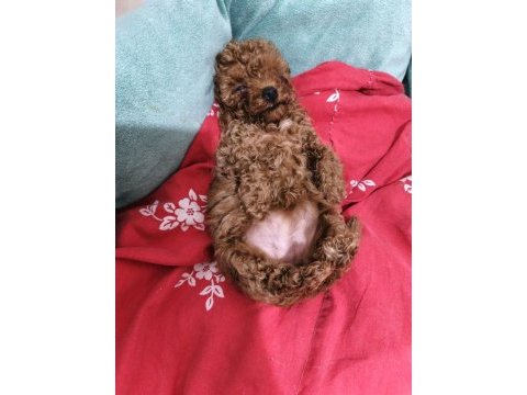 Toy poodle yavru dişi