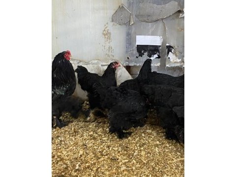 Black brahma kuluçkalık yumurta & civciv