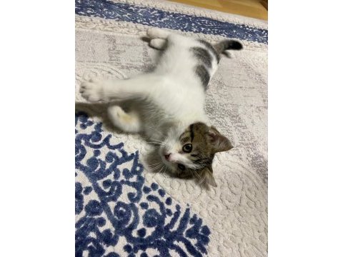 Kedimiz sahipsiz kalmasın