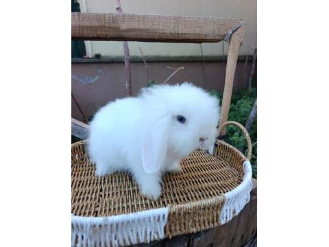 Hollanda teddy lop tavşanı yavrular