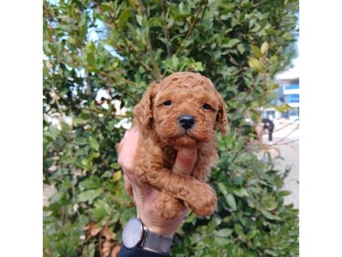 Kilo ve boy garantili poodle