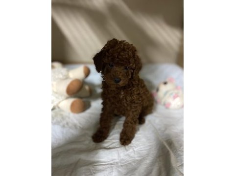 Erkek dişi toy poodle yavrular