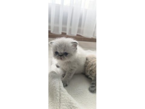 Safkan iran kedisi yavruları