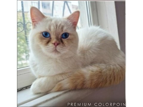 Nadir renginden red point kedimiz