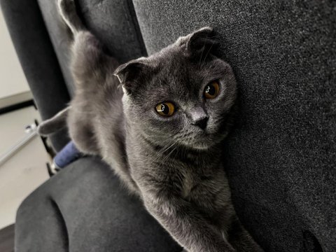 Scottish fold 3 yaşında dişi