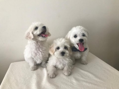 Maltese kardesler
