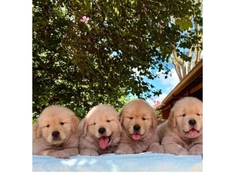 Ruhsatli çiflikten golden retriever yavruları