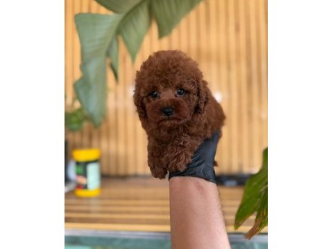 Toy poodle iki aylık