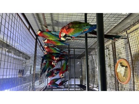 Macaw papağanları