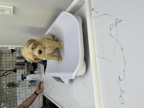 Maltipoo köpeğimize yuva arıyoruz