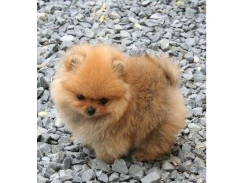 Ayı surat pomeranian yavrularımız