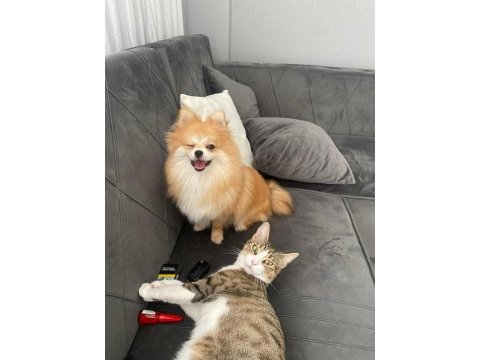 Pomeranian toy poodle takas