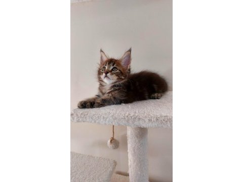Full şecereli maine coon ünvanlı ebeveynlerden polydactil