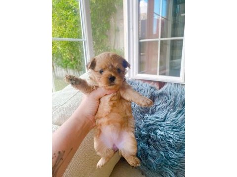 Petmode köpek çiftliğinden show kalite morkie yavrular