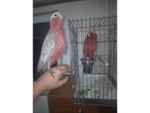 Rose galah kakadu