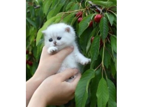 British shorthair dişi kedimiz