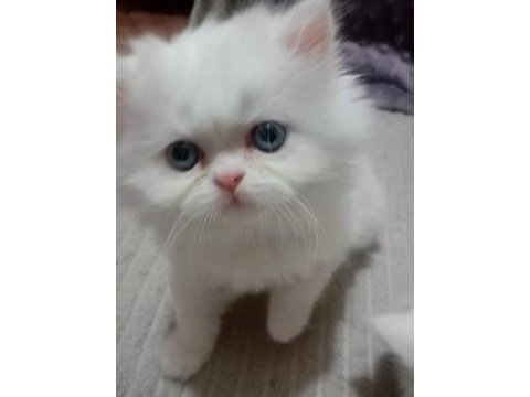 Iran kedileri 2 adet dişi