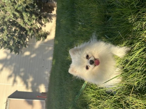 Kusursuz güzellikte yetişkin dişi pomeranian boo