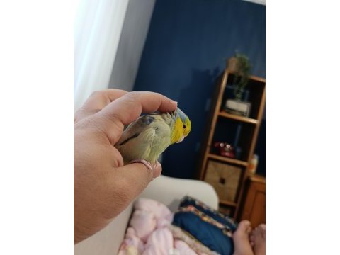 Efsane renk forpus papağanı