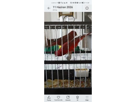 Bir takım üst vasıf bakiri kanarya