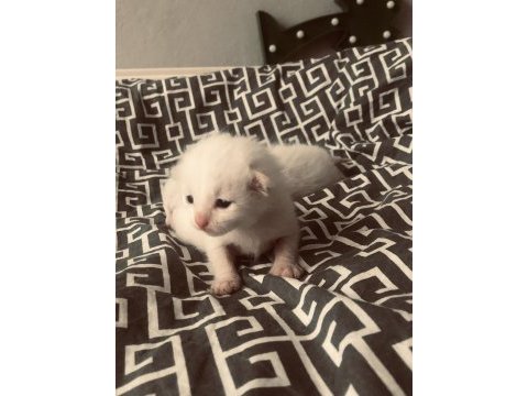 British shorthair bebeklerimiz sahiplendirilcektir