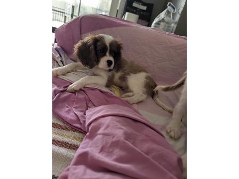 Ev ortamından safkan yavru köpekler