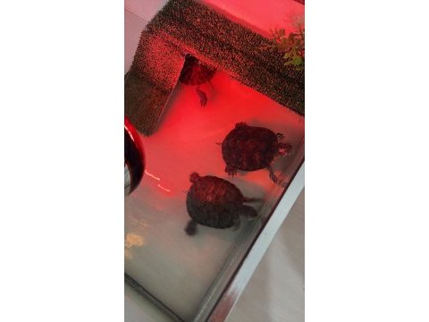 Kırmızı yanaklı su kaplumbağası