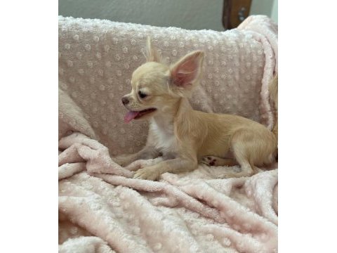 Gülen surat chihuahua (şivava) kızımız