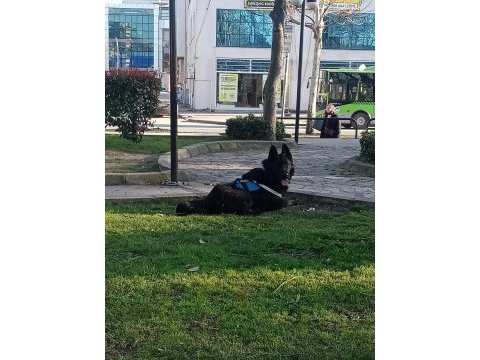 Black solid erkek alman kurdu
