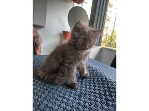 2 aylık british longhair bebeklerimiz