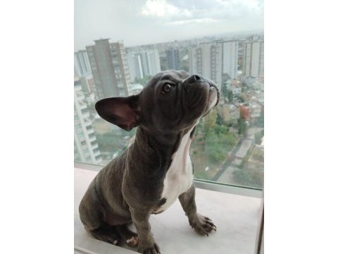 Yavrumuz güzel sağlıklı french bulldog