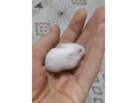 Çok tatlı iki adet hamster