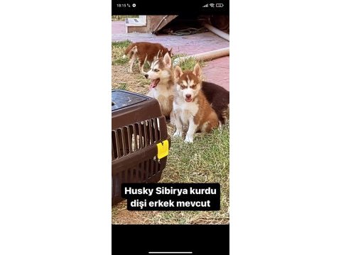 A kalite husky sibirya kurdu yavrularım