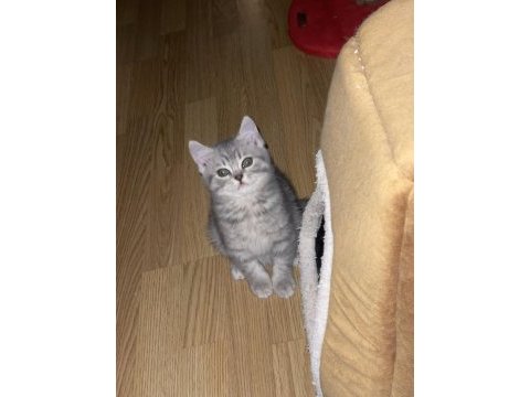 Henüz 4 aylık chinchilla 2 ay önce aldım