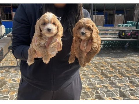 Maltipoo yavrularımız