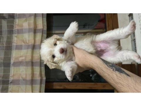1 aylık maltipoo yavrular