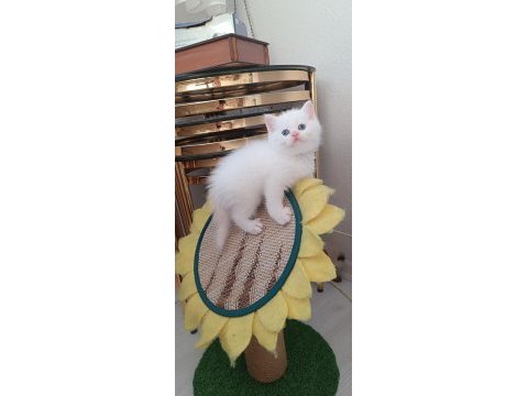 Sadece aileye british shorthair
