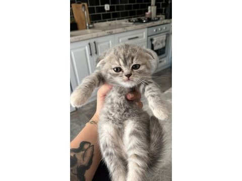 Son kalan yavru scottish fold