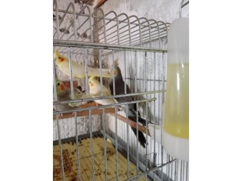 Takım sultan papağanı satılık