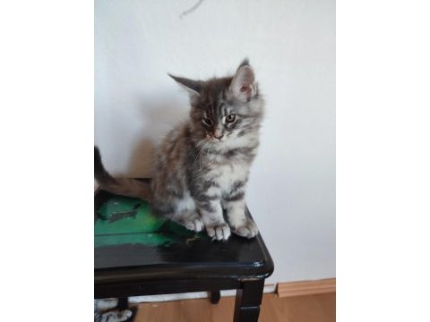 Dernek kayıtlı full şecereli aşıları tamam safkan maine coon