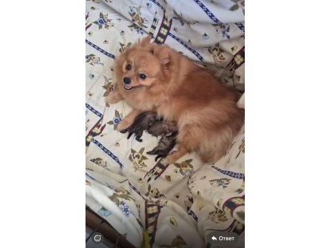 Pomeranian yavrumuz