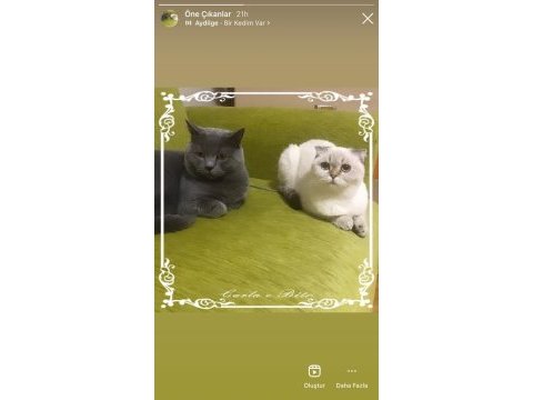 Silver tabby british shorthair