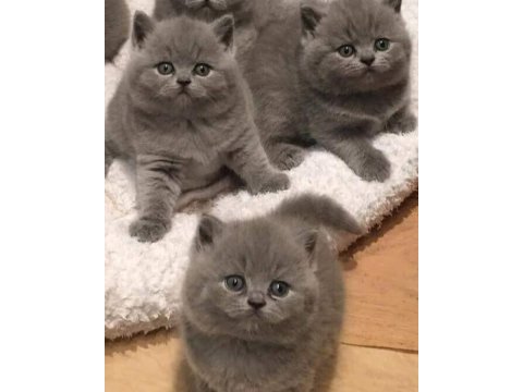 Dik kulak british bebek kediler ve daha fazlası