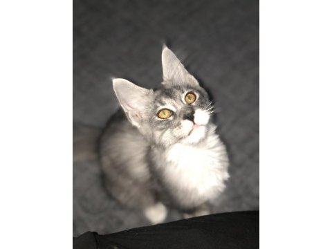 Full şecereli maine coon erkek yavru