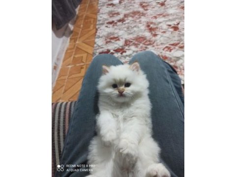 Harika erkek iran kedisi bebeğimiz