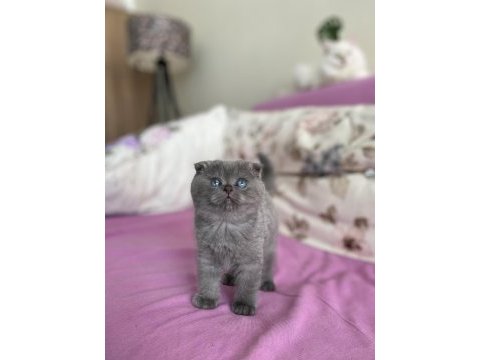 2 aylık dişi scottish fold kedisi