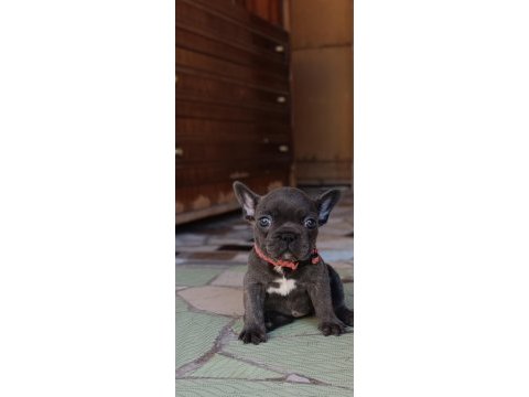 A kalite blue dişi french bulldog yavrum